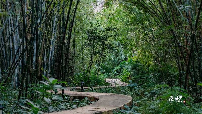 中山大学竹种标本园内部