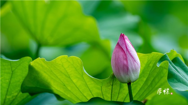 小荷才露尖尖角