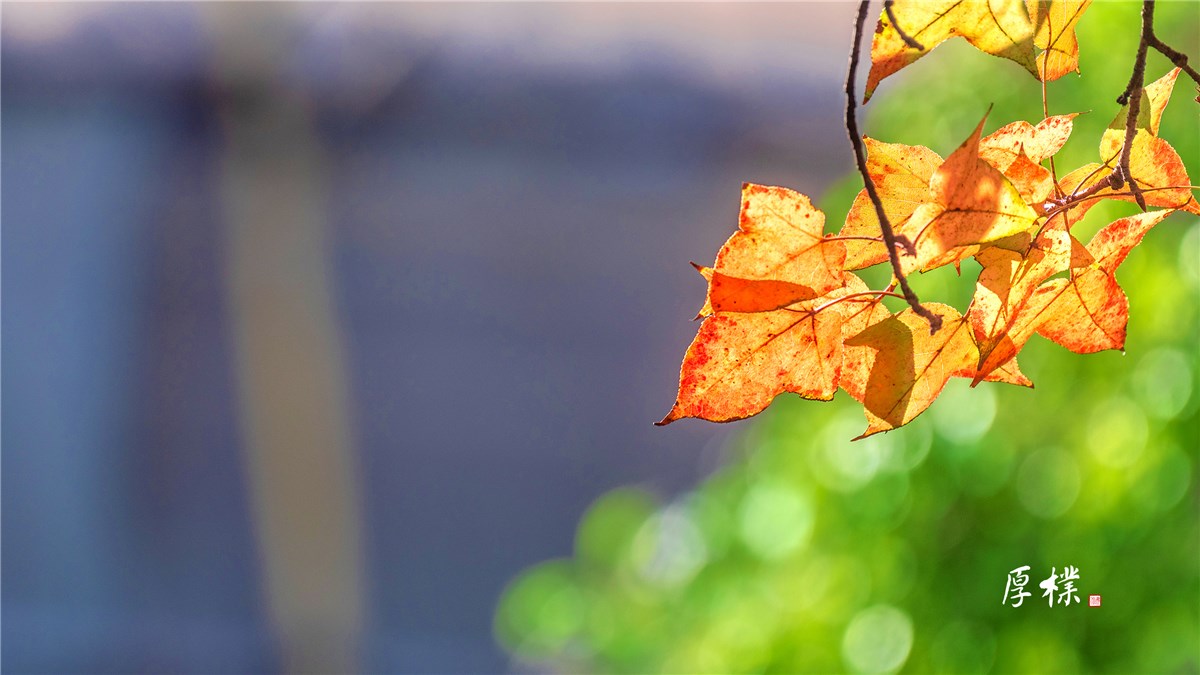 霜叶红于二月花