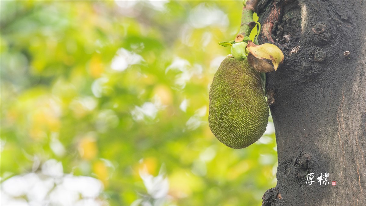 菠萝蜜