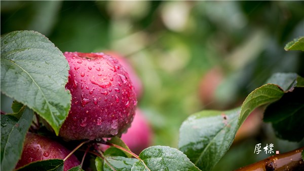 晨雾中的半山果园
