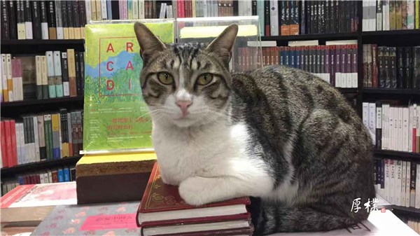 书店里的猫