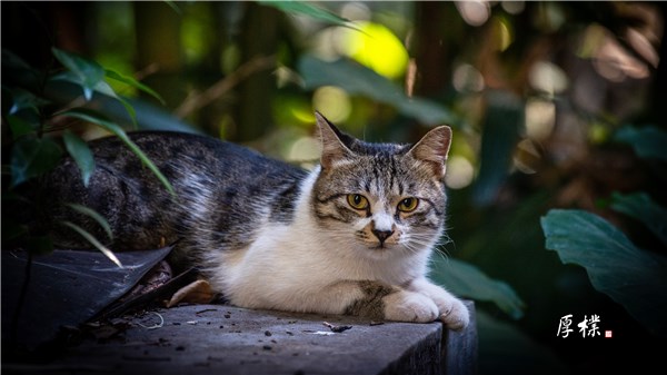 台阶后的猫